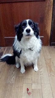 母犬ナナ12歳と3カ月。2014年11月12日